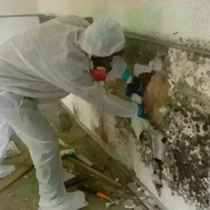 Mold Remediation and Removal in Burlington, NJ